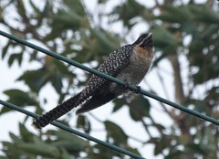 Eudynamys orientalis cyanocephalus