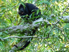 Alouatta discolor