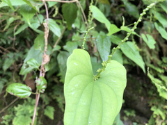 Dioscorea collettii