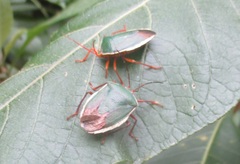 Edessa rufomarginata