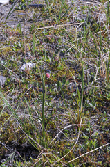 Carex aquatilis stans
