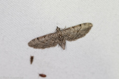Eupithecia bolterii