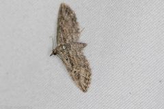 Eupithecia longidens