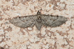 Eupithecia bolterii