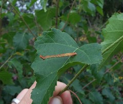 Cyclophora albipunctata