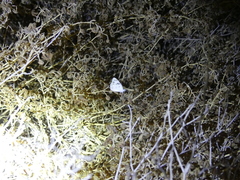 Pontia glauconome