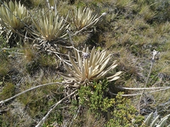 Espeletia congestiflora