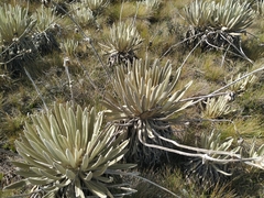 Espeletia congestiflora
