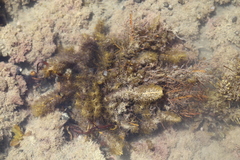 Carpophyllum plumosum