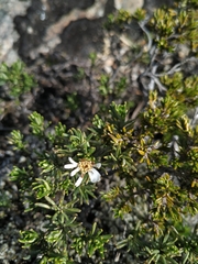 Linochilus glutinosus