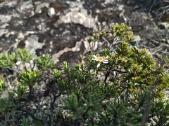 Linochilus glutinosus