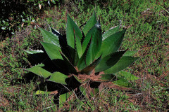 Agave obscura