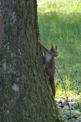 Sciurus vulgaris
