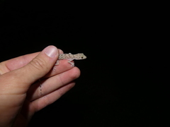 Cyrtopodion scabrum