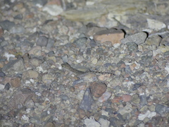 Cyrtopodion scabrum