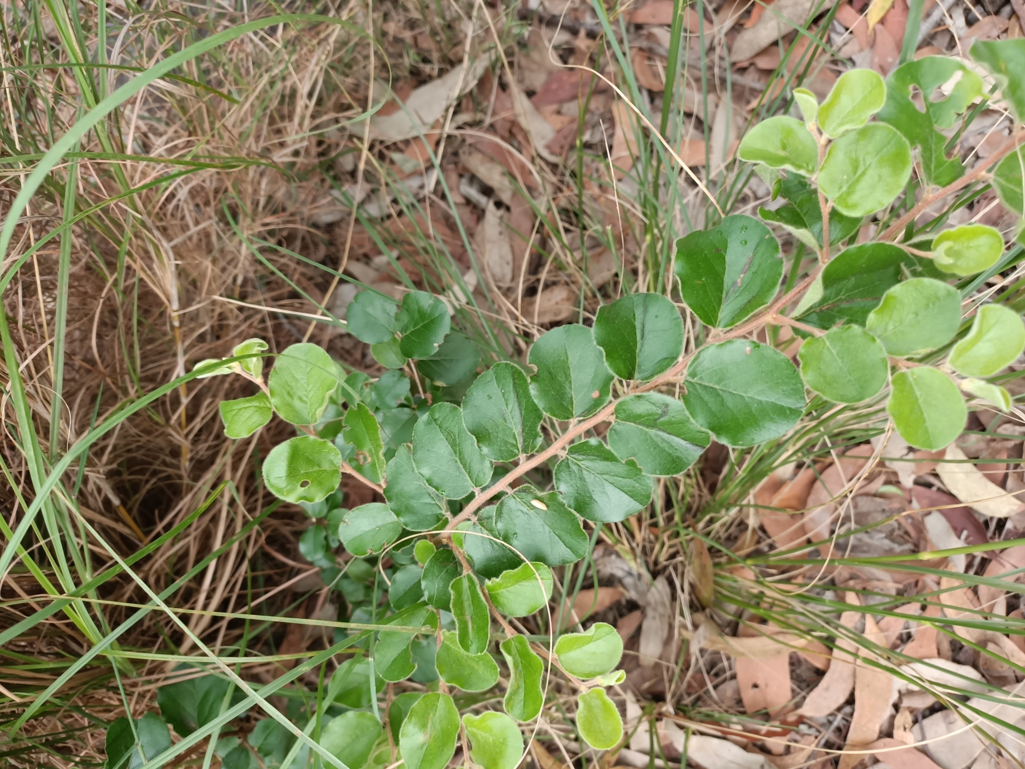 Petalostigma pubescens Domin