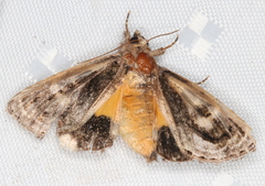 Zalissa catocalina