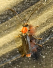 Ditemnus perforatus