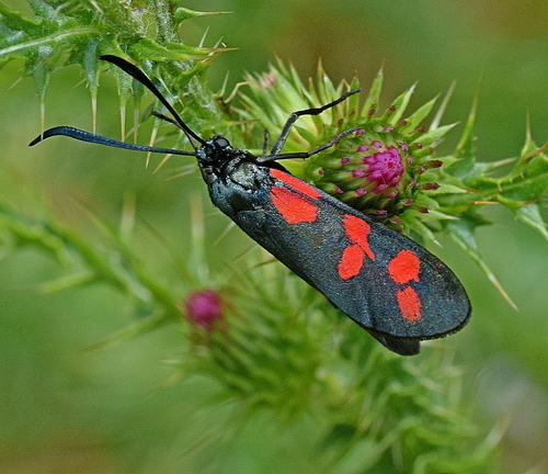 Six-spot burnet