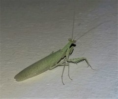 Eomantis