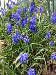 Muscari