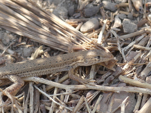 Mesalina guttulata