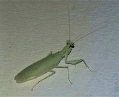 Eomantis