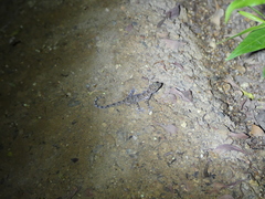 Ptyodactylus hasselquistii