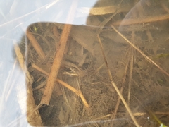 Asellus aquaticus