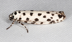 Ethmia clytodoxa
