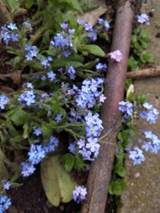 Myosotis sylvatica