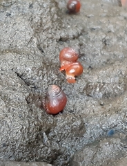 Optediceros breviculum