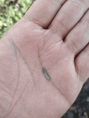 Linochilus apiculatus