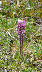 Pedicularis rostratospicata