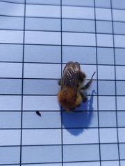 Bombus pascuorum