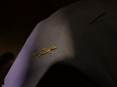 Tropiocolotes steudneri