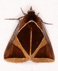 Agamana conjungens