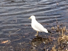 Larus delawarensis