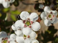 Leptospermum turbinatum