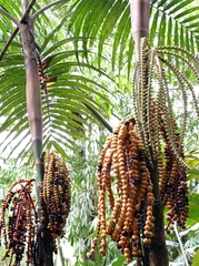 Pinanga coronata