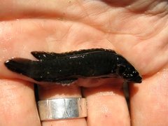 Acanthoclinus fuscus