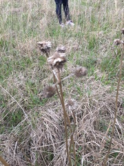 Eryngium yuccifolium