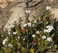 Leptospermum turbinatum