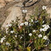 Leptospermum turbinatum - Photo (c) Reiner Richter, some rights reserved (CC BY-NC), uploaded by Reiner Richter