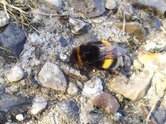 Bombus terrestris