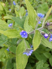 Pentaglottis sempervirens