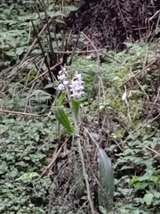 Calanthe aristulifera