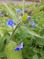 Pentaglottis sempervirens
