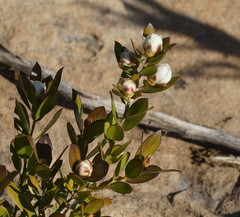 Leptospermum turbinatum