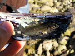 Acanthoclinus fuscus